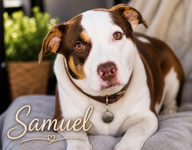 Samuel thumbnail 4