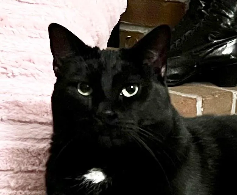 An adult large-sized female Black Domestic Short Hair cat named Lilly for adoption in Pottsville, PA