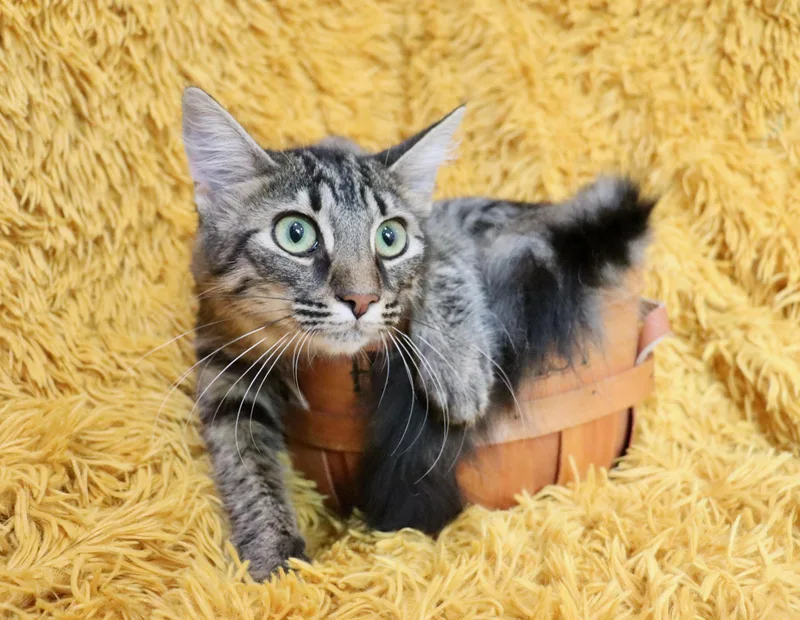 A baby medium-sized female Domestic Long Hair cat named Bean for adoption in Saint Augustine, FL