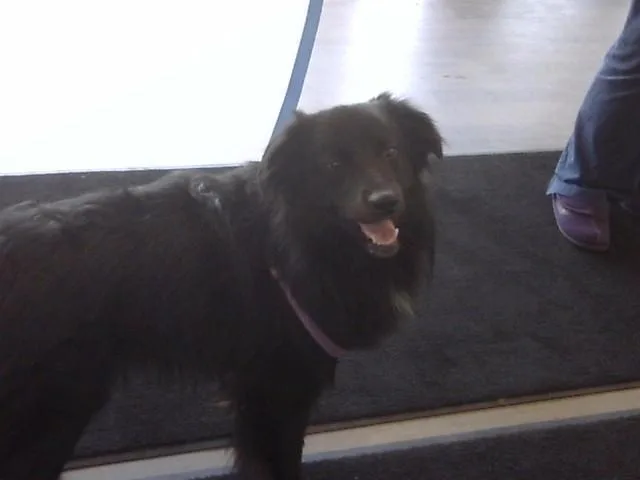 A young large-sized male Collie dog named Pickford for adoption in Toledo, OH