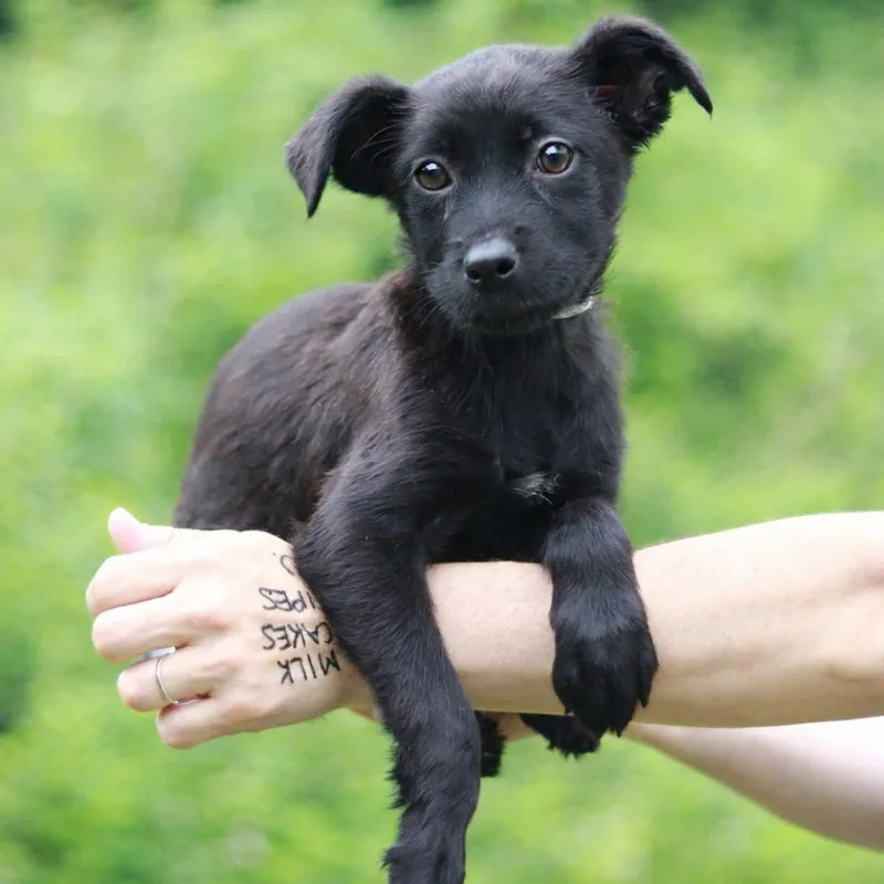 A baby large-sized female Black German Shepherd Dog dog named CT Busch for adoption in Eastford, CT