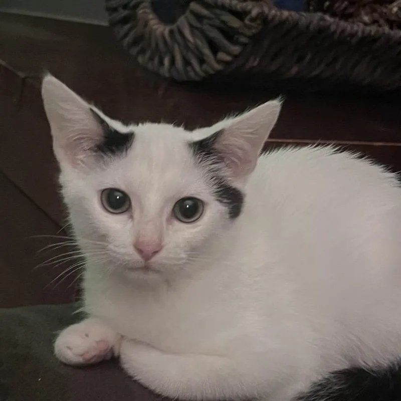 A baby small-sized female Black Domestic Short Hair cat named Tania for adoption in Franklin, TN