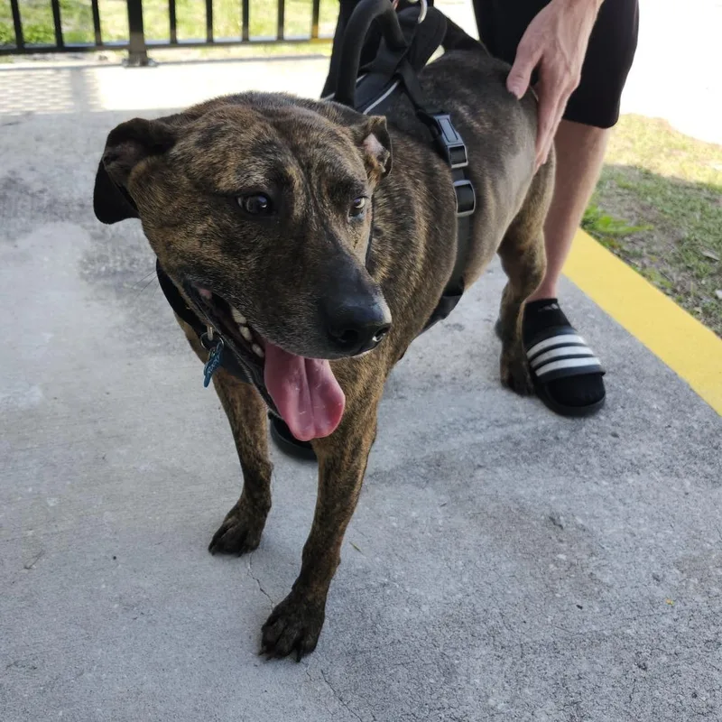 An adult large-sized male Brindle Plott Hound dog named Rocky for adoption in Clearwater, FL