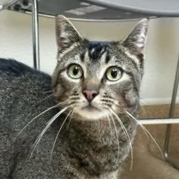 A young small-sized male Domestic Short Hair cat named Jude for adoption in Burlington, WA