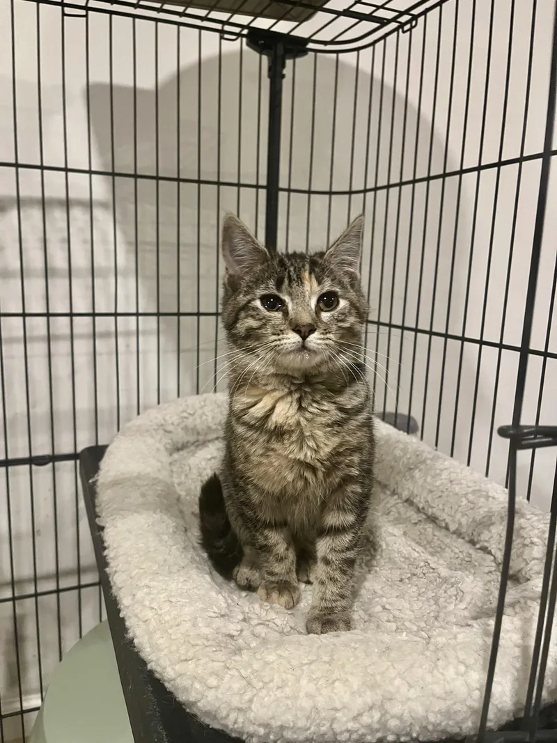 A young medium-sized female Tabby (Brown / Chocolate) Tabby cat named Krimpet for adoption in Avondale, PA