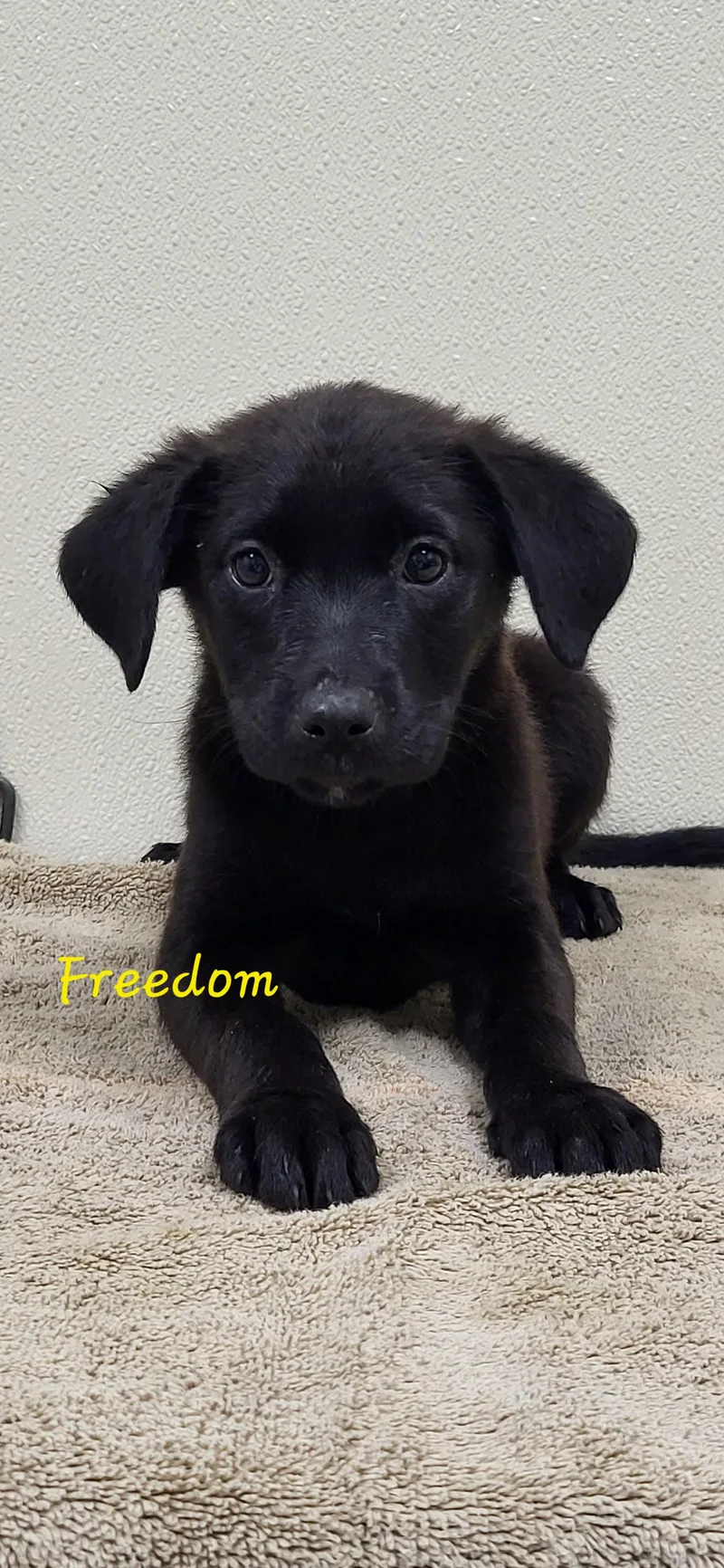 A baby medium-sized female Black Labrador Retriever dog named Freedom for adoption in Marion, MS