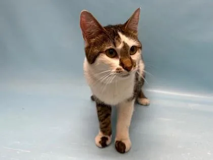 An adult small-sized female Domestic Short Hair cat named Bella for adoption in Golden Valley, MN