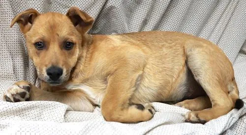 A young medium-sized male Shepherd dog named Vexa for adoption in Thief River Falls, MN