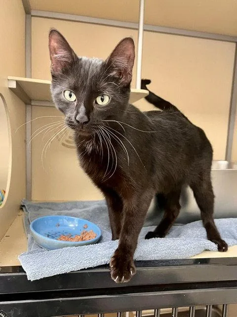 A young small-sized female Black Domestic Short Hair cat named Coraline for adoption in Webster, WI