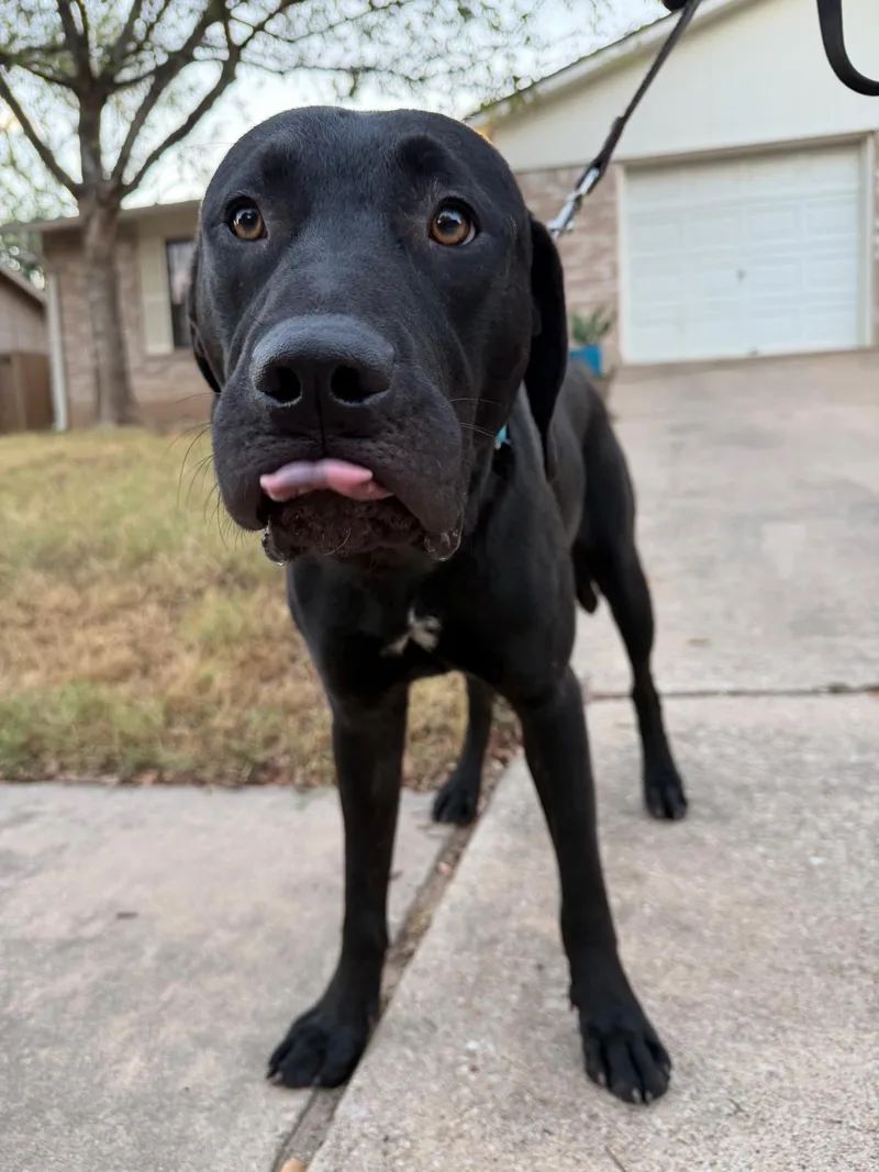 A young large-sized male Black Labrador Retriever dog named Wyatt for adoption in Austin, TX