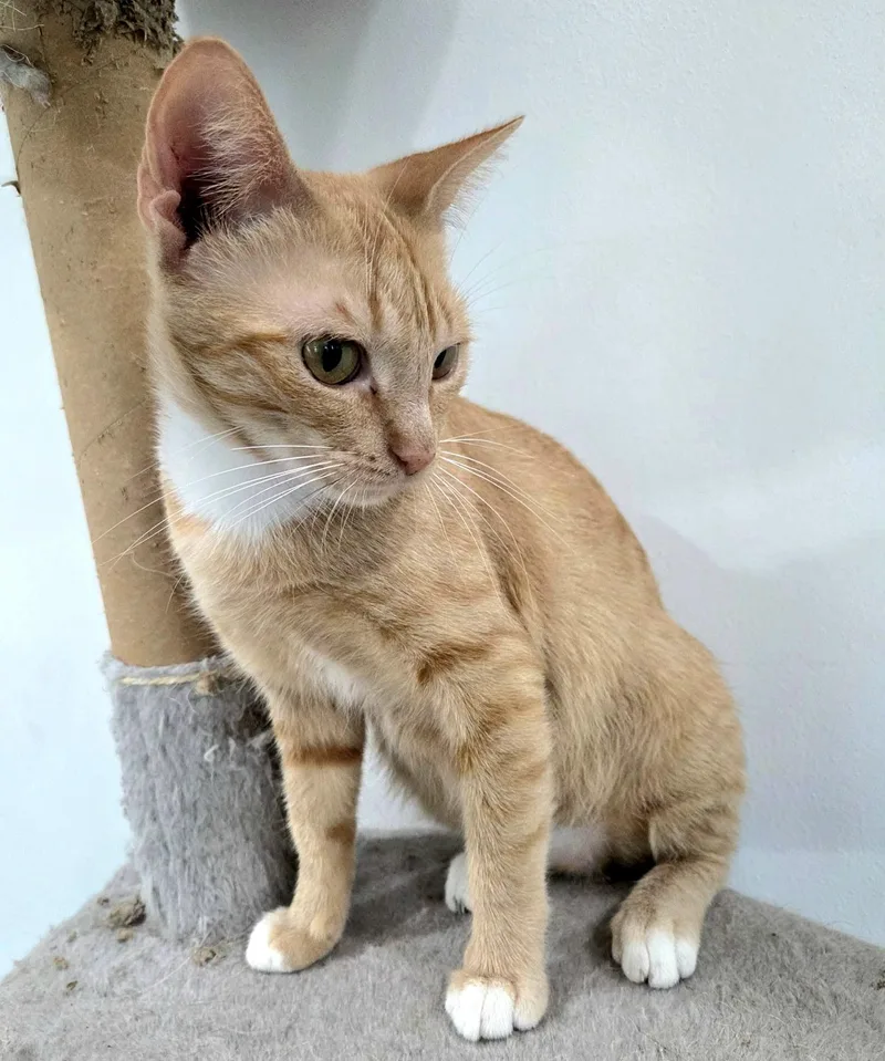 An adult medium-sized female Buff & White Domestic Short Hair cat named Zola for adoption in Gregory, TX