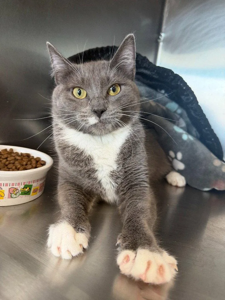 An adult medium-sized female Domestic Medium Hair cat named Patty for adoption in St. Helens, OR