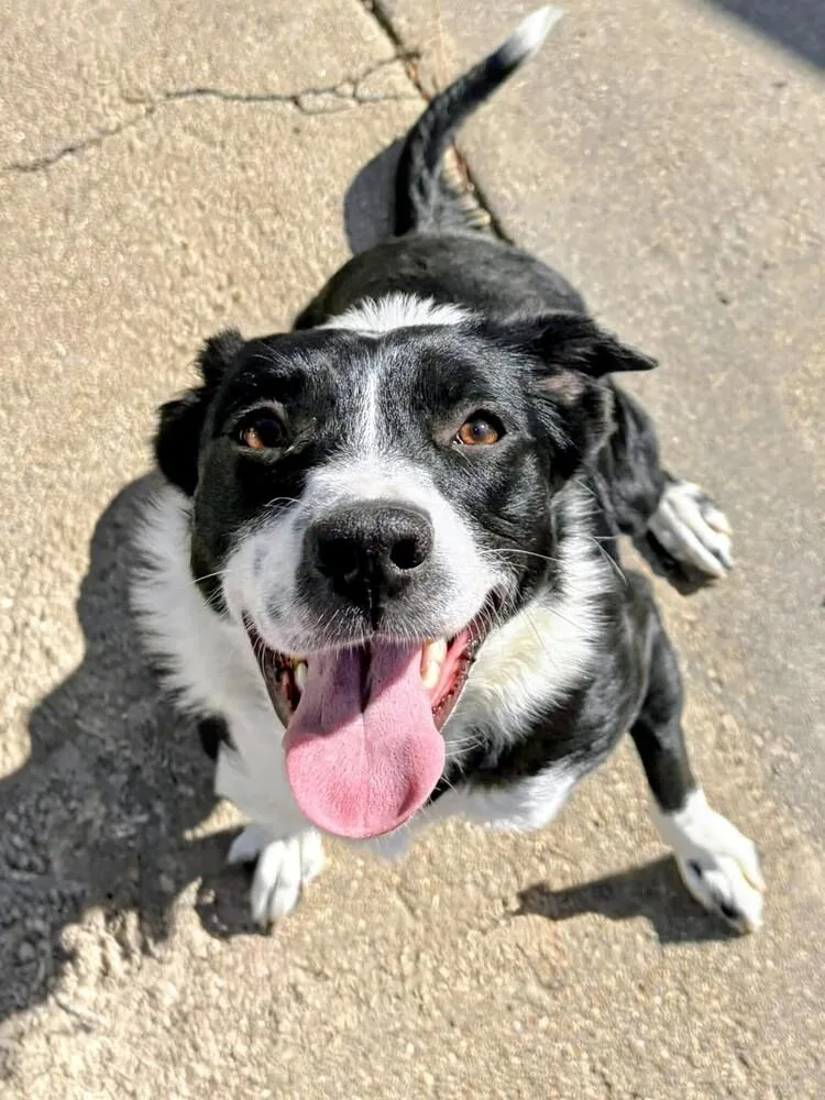An adult medium-sized female Tricolor (Brown, Black, & White) Border Collie dog named Beanie Baby for adoption in Evergreen, CO