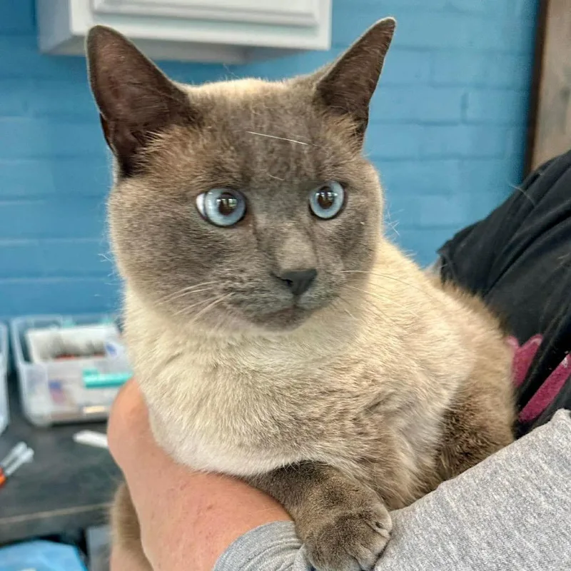 An adult small-sized male Gray / Blue / Silver Domestic Short Hair cat named Smokey Miller for adoption in Woodstock, VA