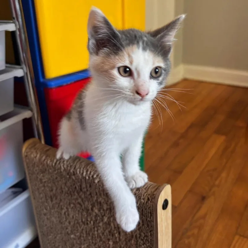 A baby small-sized female Gray / Blue / Silver Domestic Short Hair cat named Katarra Park for adoption in Tallahassee, FL