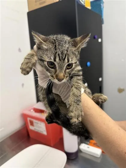 A baby small-sized female Domestic Short Hair cat named Anie for adoption in West Chester, PA