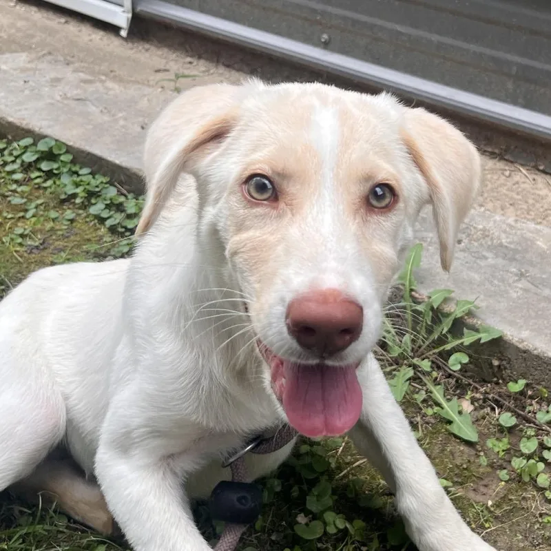 A baby small-sized female White / Cream Labrador Retriever dog named Milky Way for adoption in Clarksville, AR