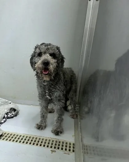 An adult medium-sized male Standard Poodle dog named Kobe for adoption in Portland, ME