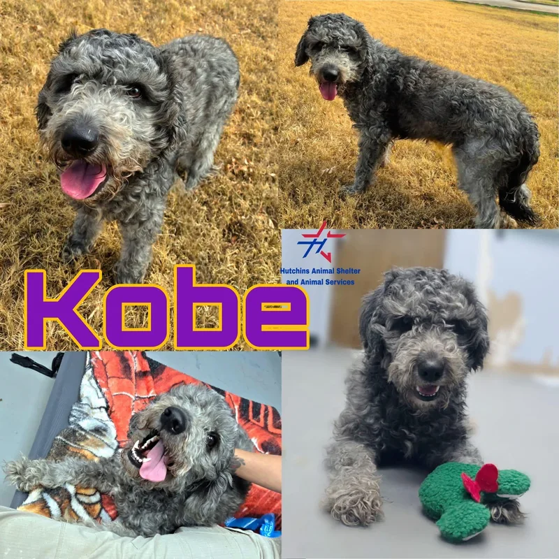 Kobe thumbnail 3