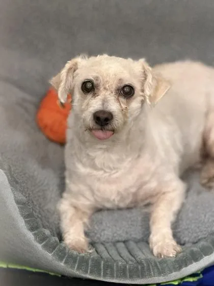 A senior small-sized male White / Cream Miniature Poodle dog named Olaf for adoption in Sacramento, CA
