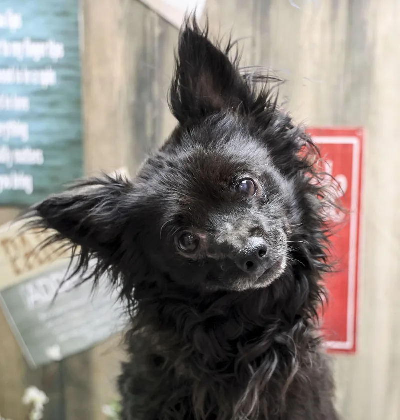 An adult small-sized male Black Chihuahua dog named Skunky for adoption in Casa Grande, AZ