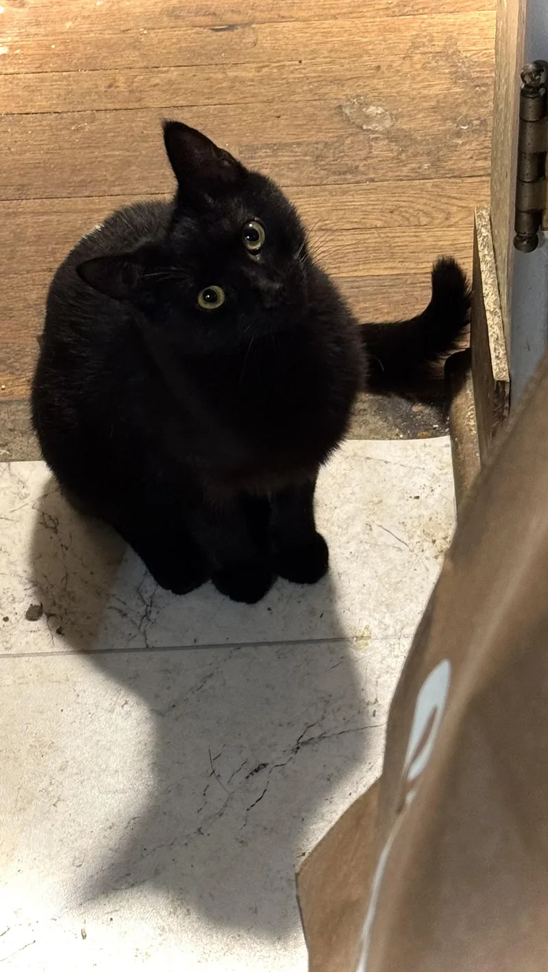 A young medium-sized male Black Domestic Short Hair cat named Bram for adoption in Morgantown, WV