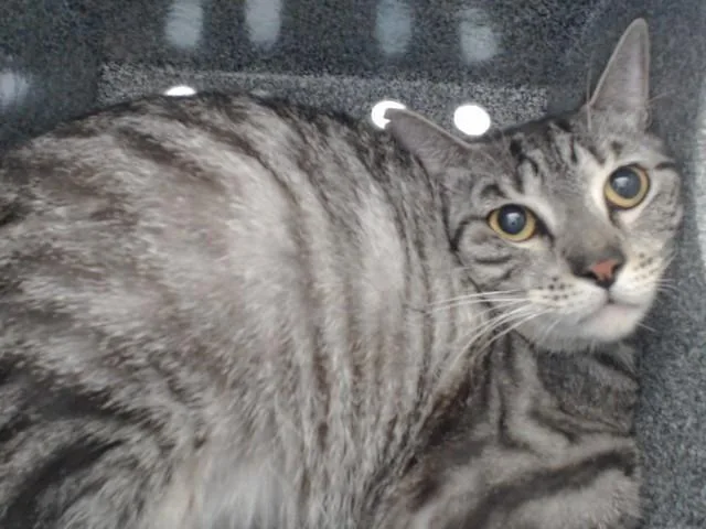An adult medium-sized male Domestic Short Hair cat named Purrsey for adoption in Orlando, FL