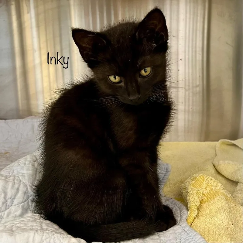 A baby small-sized male Black Domestic Short Hair cat named Inky for adoption in Madisonville, TN