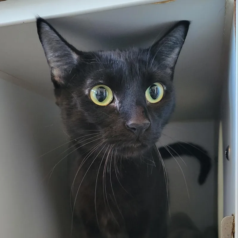 An adult large-sized male Black Domestic Short Hair cat named Shadow for adoption in Clearwater, FL