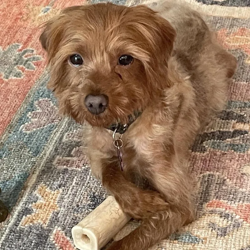 An adult small-sized male Poodle dog named Tiny Tim for adoption in Hillsborough , NC