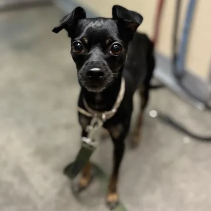 An adult small-sized female Mixed Breed dog named Dolly for adoption in Janesville, WI