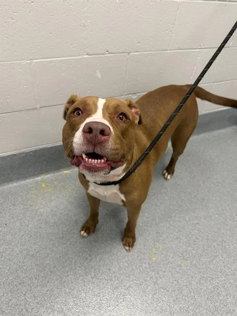 An adult large-sized female Pit Bull Terrier dog named Xena for adoption in Indianapolis, IN