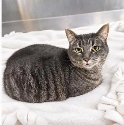 An adult large-sized male Domestic Short Hair cat named Zeek for adoption in Lagrange, IN