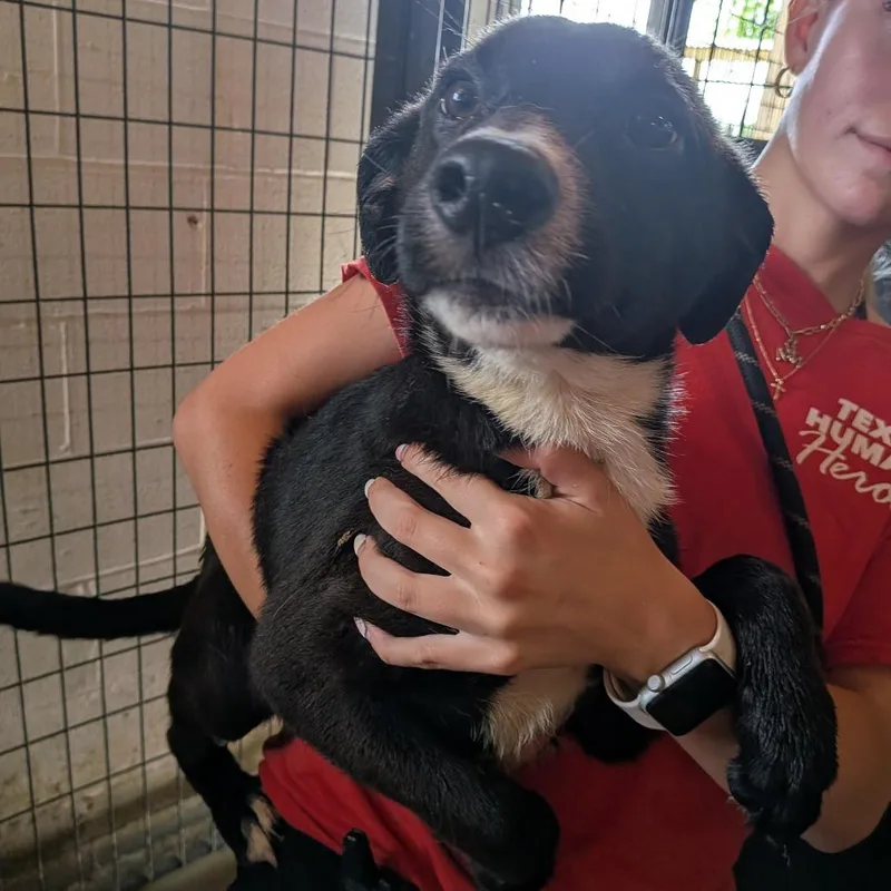 A baby medium-sized male Black Mixed Breed dog named Gibson for adoption in Leander, TX