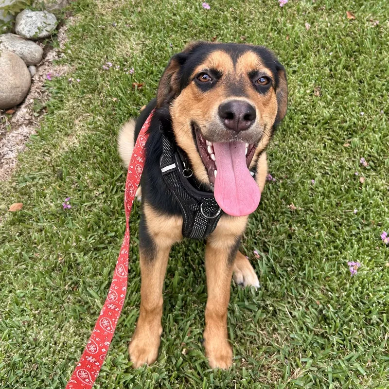 A baby medium-sized female German Shepherd Dog dog named Isabella for adoption in Carlsbad, CA