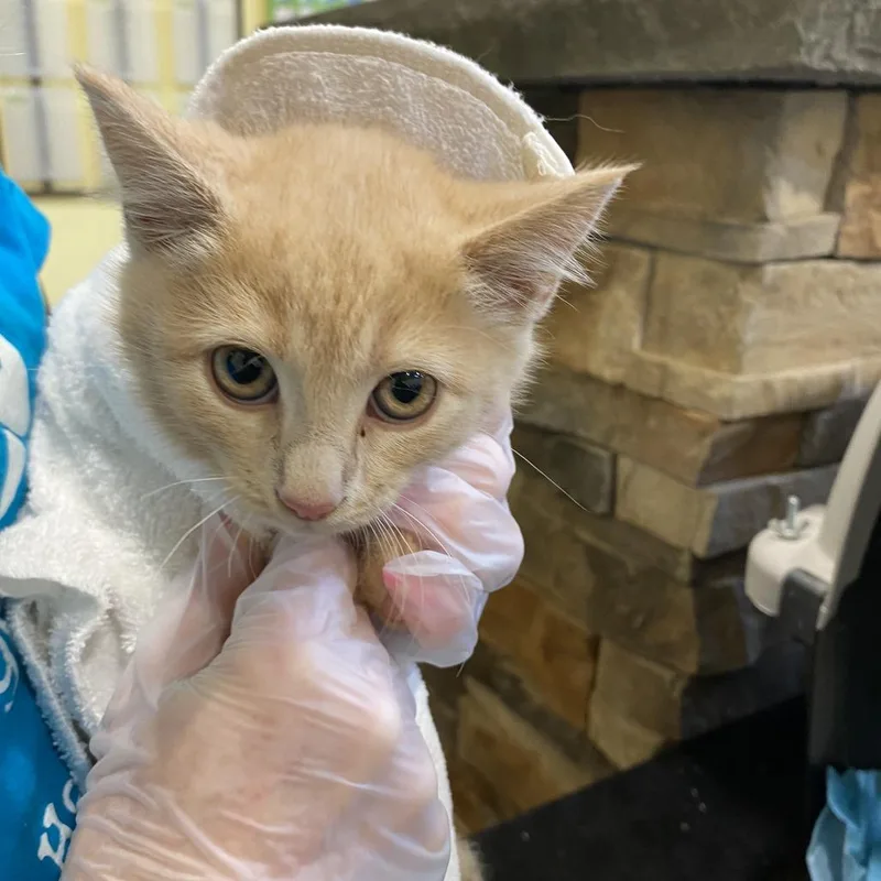 A baby small-sized male Orange / Red Domestic Short Hair cat named Collie for adoption in Lynchburg, VA