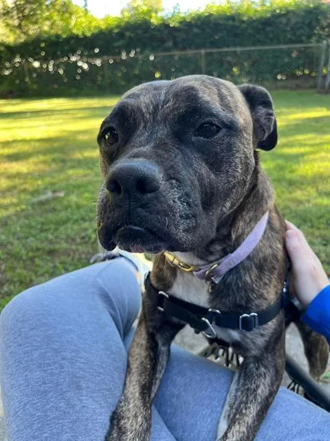 An adult large-sized female Mixed Breed dog named Turkey for adoption in Jacksonville, FL