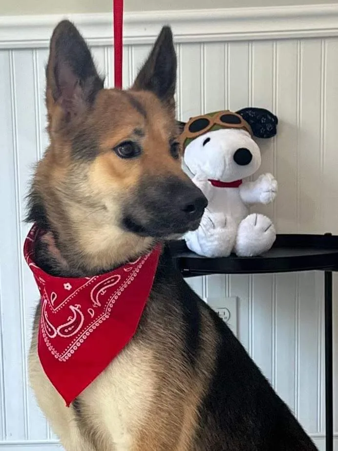 A young large-sized female Bicolor German Shepherd Dog dog named Alayla for adoption in Old Westbury, NY