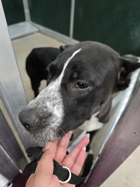 A young medium-sized male Pit Bull Terrier dog named Tiana for adoption in Killeen, TX