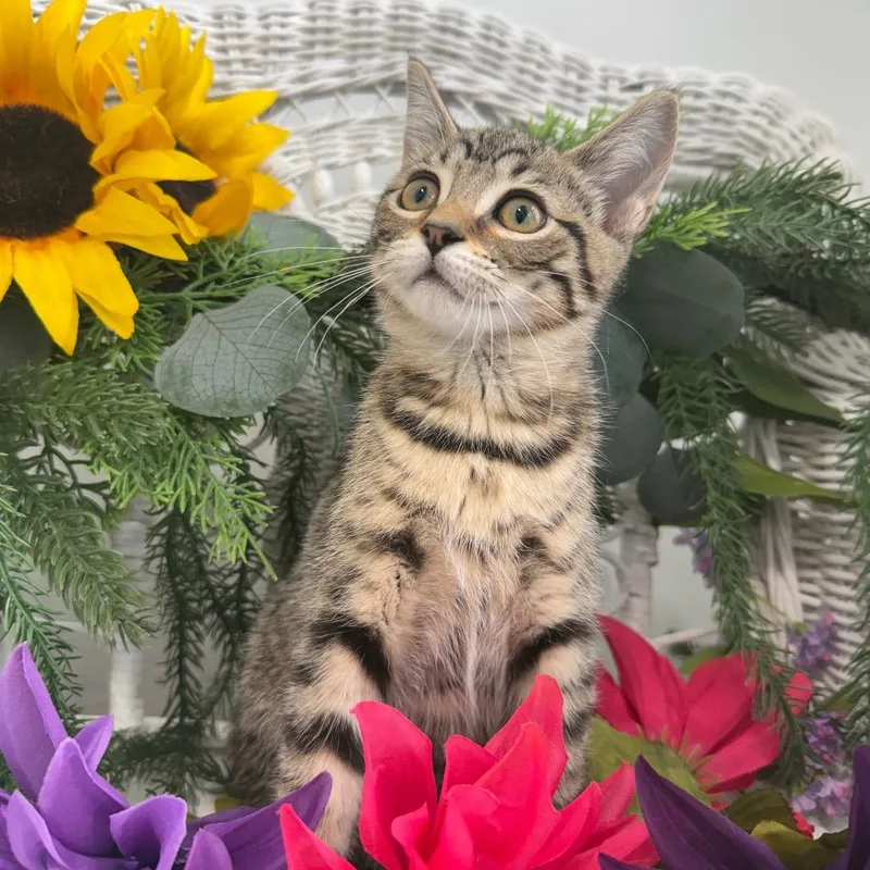 A baby small-sized female Brown / Chocolate Domestic Short Hair cat named Bunny Ferd for adoption in Eaton Rapids, MI