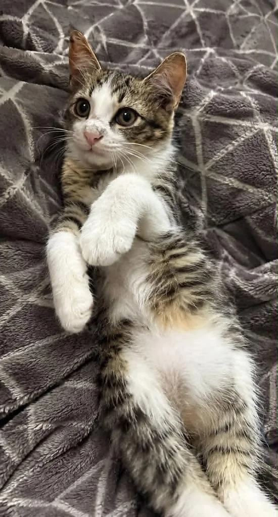 Baby