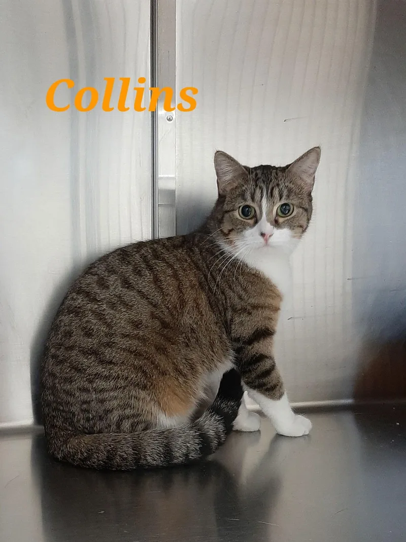 Collins