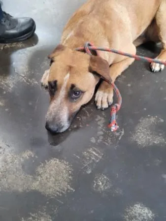 A young medium-sized female Mixed Breed dog named Molly for adoption in San Pedro, CA