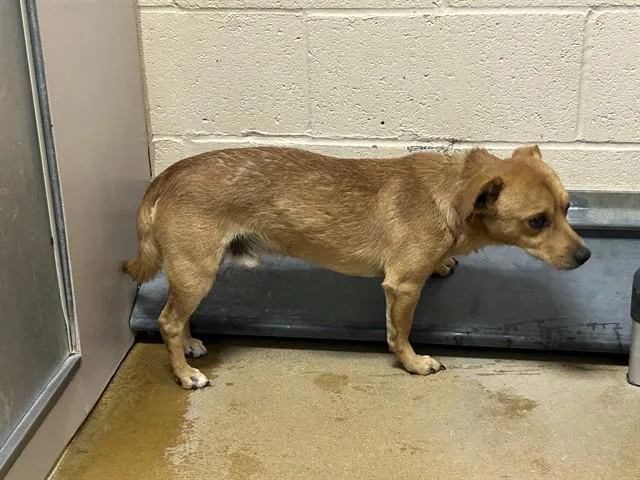 An adult small-sized male Chihuahua dog named Cookie Monster for adoption in Martinez, CA