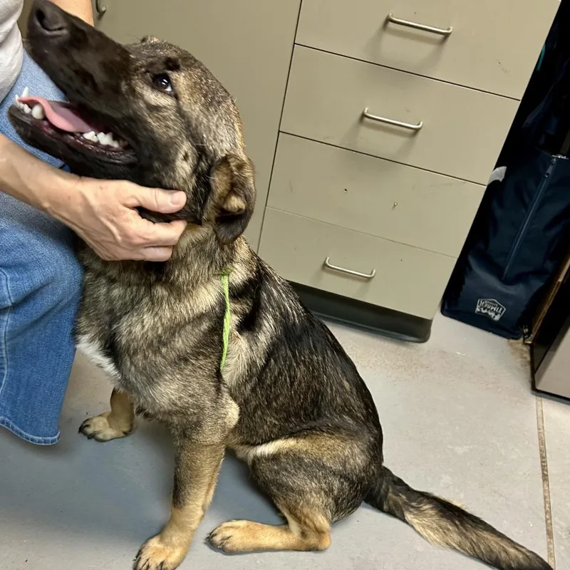 An adult medium-sized male Sable Mixed Breed dog named Reese's Pieces for adoption in Columbus, GA
