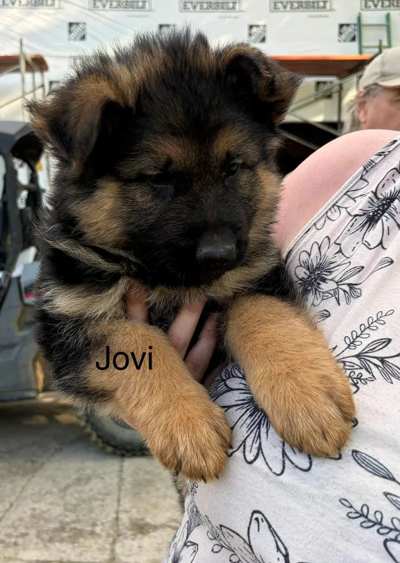 Jovi