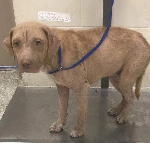 An adult medium-sized male Pit Bull Terrier dog named Flop for adoption in Conroe, TX