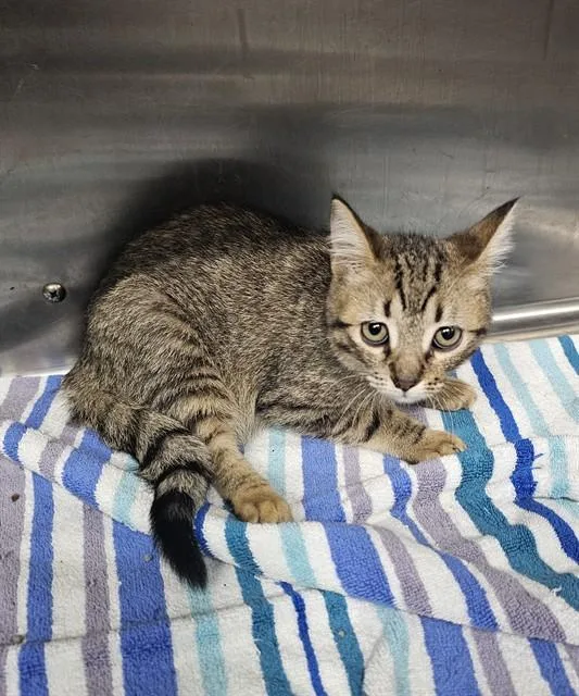 A baby small-sized female Domestic Medium Hair cat named Jade for adoption in Naples, FL