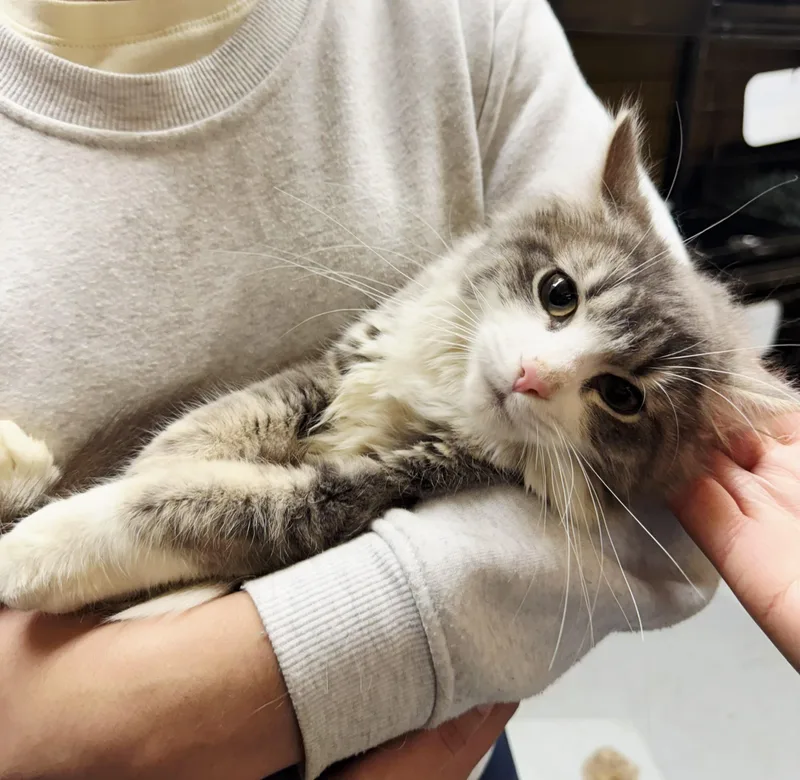 A young medium-sized female Gray & White Domestic Medium Hair cat named Eleanor for adoption in Perth Amboy, NJ