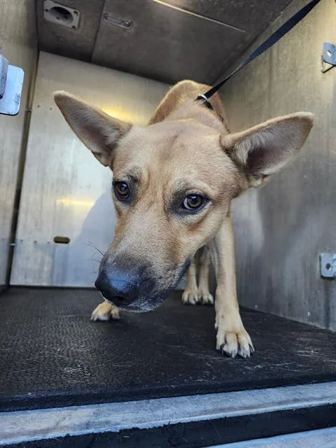 A young medium-sized male Shepherd dog named Diego for adoption in San Antonio, TX